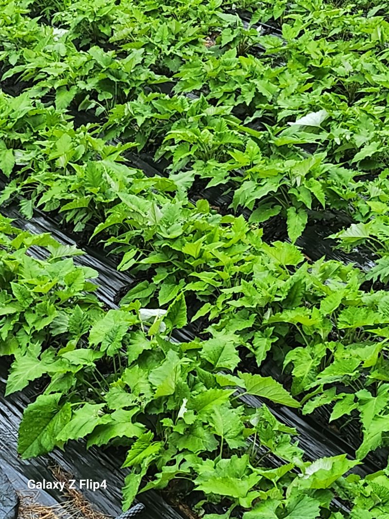 장애경님의 장터 판매 상품 [수리취] 첨부 사진