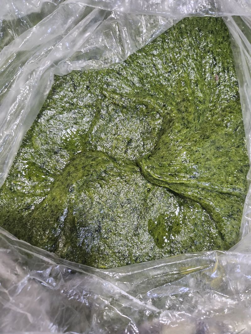 장애경님의 장터 판매 상품 [수리취] 첨부 사진