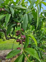 팜모닝 복숭아·영농일지 게시글 이미지