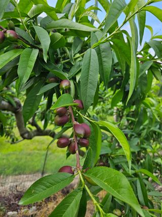 박순도님의 복숭아 · 영농일지 작성글 사진