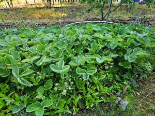 박순도님의 복숭아 · 영농일지 작성글 사진