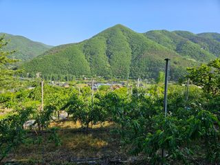 박순도님의 복숭아 · 영농일지 작성글 사진