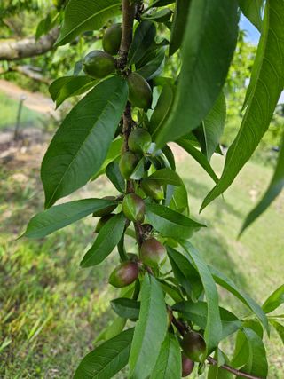 박순도님의 복숭아 · 영농일지 작성글 사진