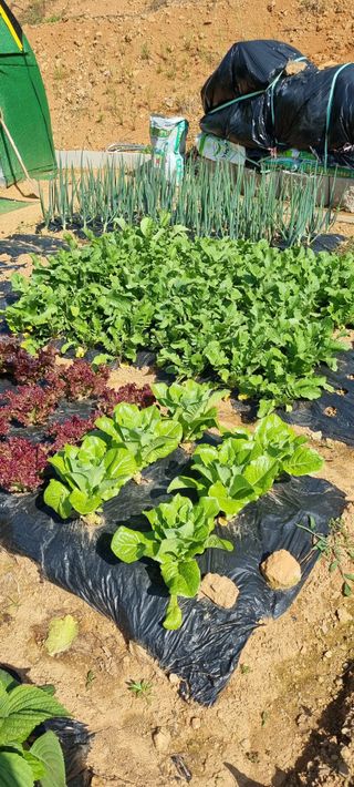 황재철님의 팜이웃과 출근/퇴근 같이해요! · 참여글 작성글 사진