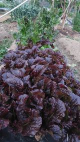 팜모닝 팜이웃과 출근/퇴근 같이해요!·참여글 게시글 이미지