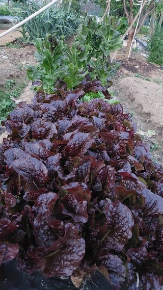 벼10129박병기님의 팜이웃과 출근/퇴근 같이해요! · 참여글 작성글 사진