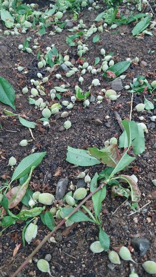 벼10129박병기님의 팜이웃과 출근/퇴근 같이해요! · 참여글 작성글 사진