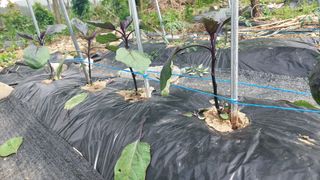 벼10129박병기님의 팜이웃과 출근/퇴근 같이해요! · 참여글 작성글 사진