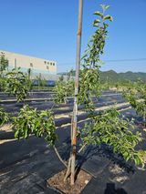 팜모닝 사과·영농일지 게시글 이미지