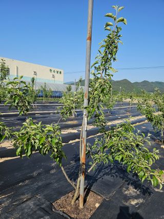 박자영님의 사과 · 영농일지 작성글 사진