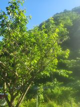 팜모닝 자두·병해충상담 게시글 이미지