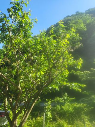 이효훈님의 자두 · 병해충상담 작성글 사진