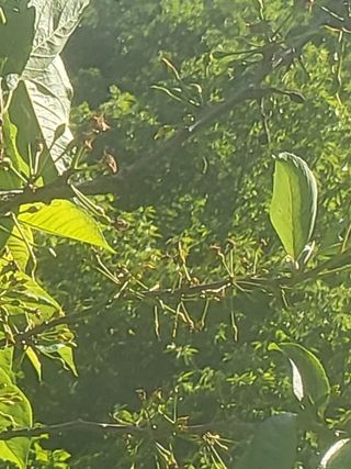 이효훈님의 자두 · 병해충상담 작성글 사진