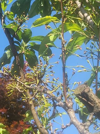 이효훈님의 자두 · 병해충상담 작성글 사진