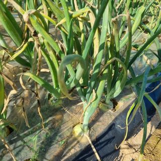 농업드론방제(전북)님의 양파 · 병해충상담 작성글 사진