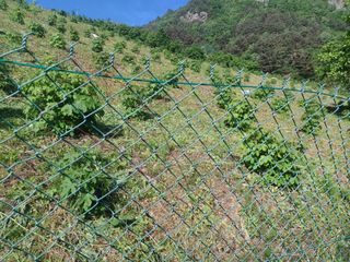 박흥구님의 두릅 · 영농일지 작성글 사진