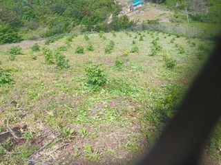 박흥구님의 두릅 · 영농일지 작성글 사진