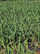 팜모닝 마늘·영농일지 게시글 이미지