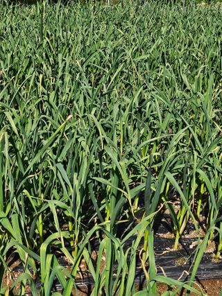 영숙님의 마늘 · 영농일지 작성글 사진