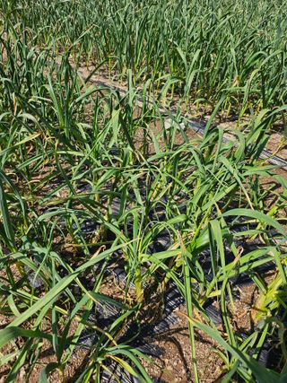 영숙님의 마늘 · 영농일지 작성글 사진