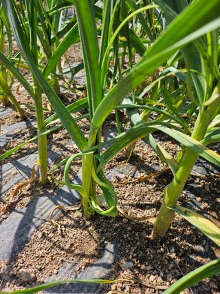 영숙님의 마늘 · 영농일지 작성글 사진