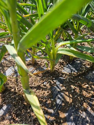 영숙님의 마늘 · 영농일지 작성글 사진