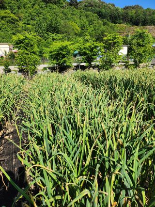 풀빛정원님의 마늘 · 병해충상담 작성글 사진