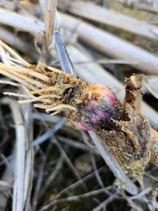 풀빛정원님의 마늘 · 병해충상담 작성글 사진