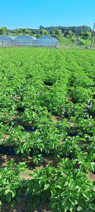 강춘원님의 감자 · 자유게시판 작성글 사진