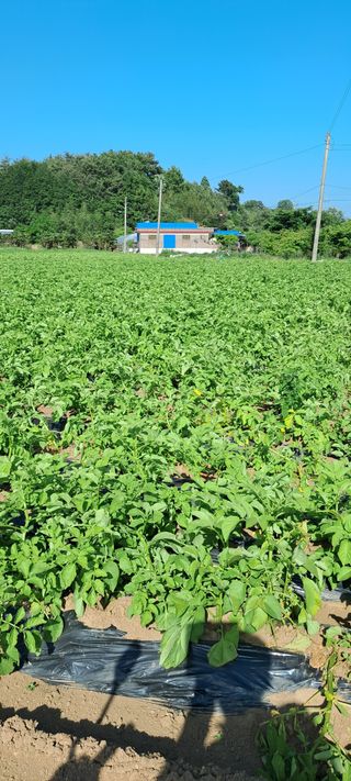 강춘원님의 감자 · 자유게시판 작성글 사진