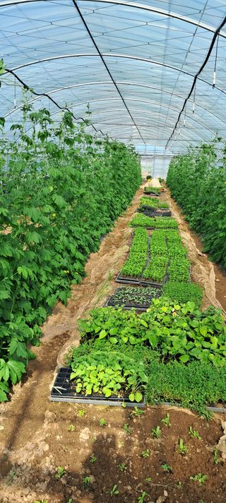 강춘원님의 기타작물 · 자유게시판 작성글 사진