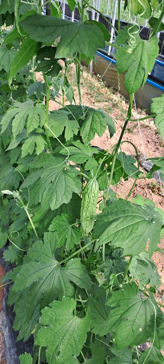 강춘원님의 기타작물 · 자유게시판 작성글 사진