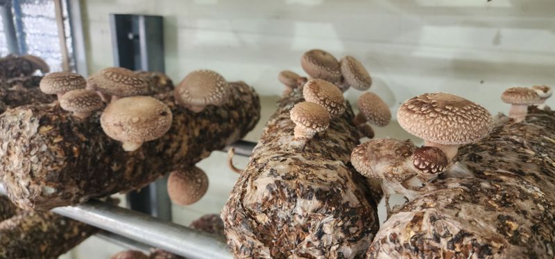 장터 상품 [표고버섯 파지 1kg] 썸네일