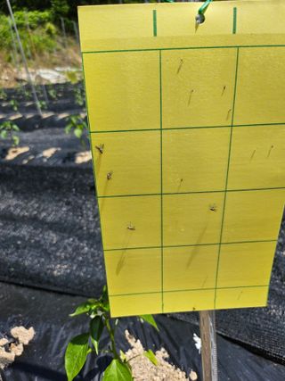 영숙님의 고추 · 영농일지 작성글 사진