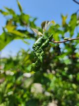 팜모닝 기타작물·병해충상담 게시글 이미지