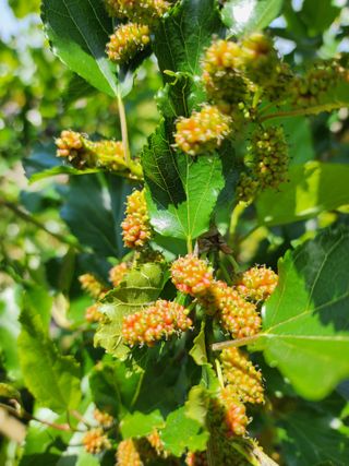 초보농사꾼.님의 기타작물 · 병해충상담 작성글 사진