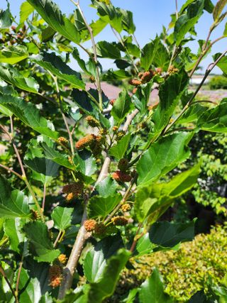 초보농사꾼.님의 기타작물 · 병해충상담 작성글 사진