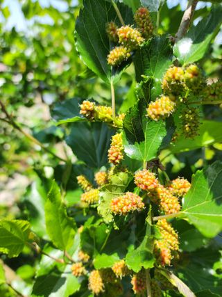 초보농사꾼.님의 기타작물 · 병해충상담 작성글 사진