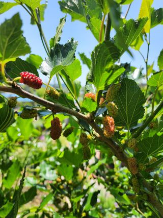 초보농사꾼.님의 기타작물 · 병해충상담 작성글 사진