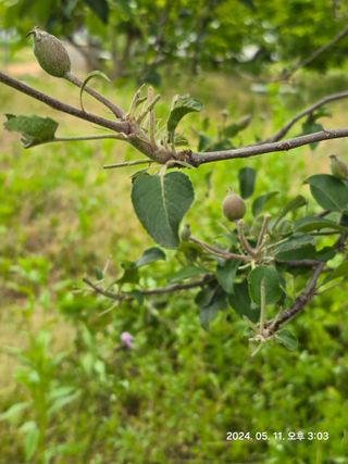 호랑이한마리님의 농사, 무엇이든 물어보세요! · 참여글 작성글 사진