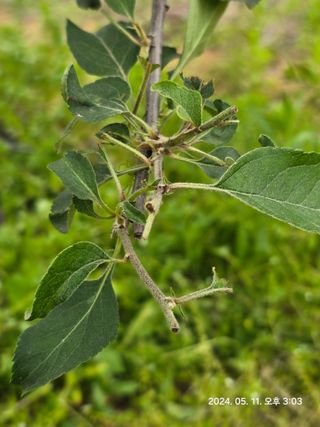 호랑이한마리님의 농사, 무엇이든 물어보세요! · 참여글 작성글 사진