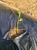 팜모닝 고추·병해충상담 게시글 이미지