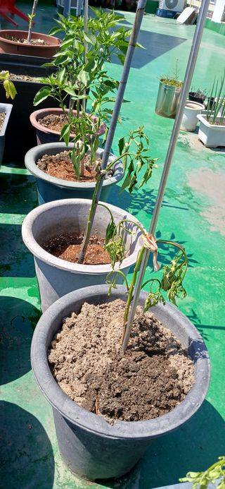 heon yeol님의 고추 · 병해충상담 작성글 사진