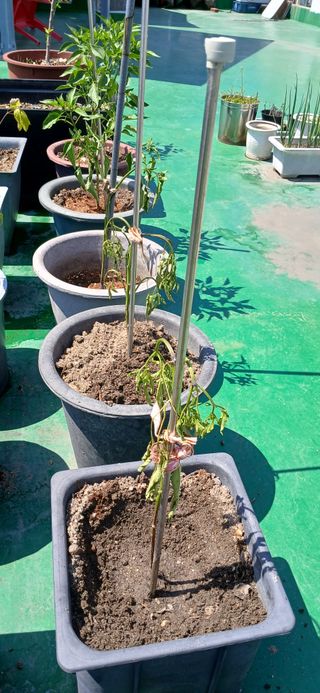 heon yeol님의 고추 · 병해충상담 작성글 사진