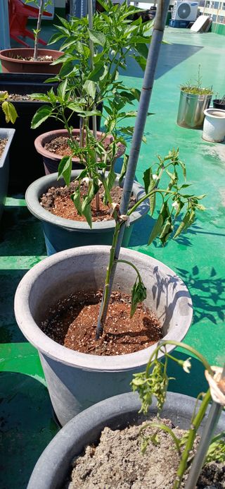 heon yeol님의 고추 · 병해충상담 작성글 사진