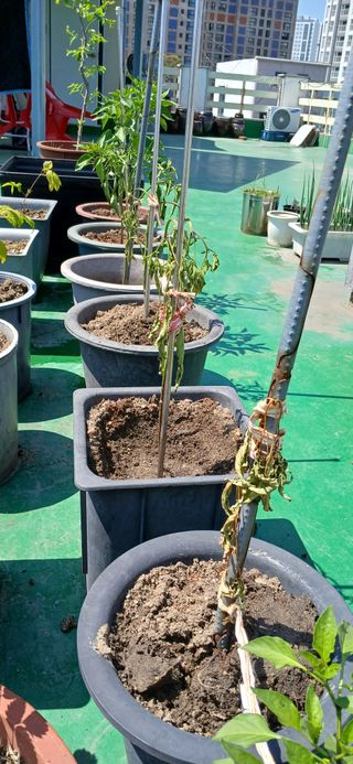 heon yeol님의 고추 · 병해충상담 작성글 사진