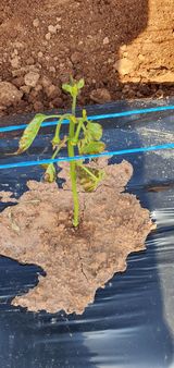 팜모닝 고추·병해충상담 게시글 이미지