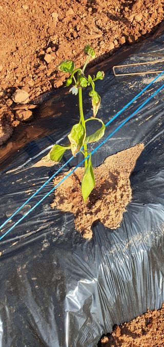 왕초보농사꾼님의 고추 · 병해충상담 작성글 사진