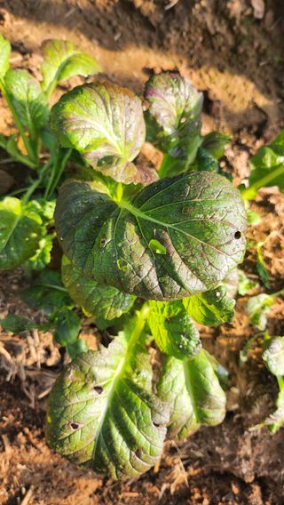 김희영님의 기타작물 · 병해충상담 작성글 사진