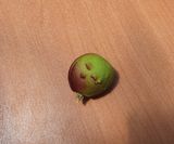 팜모닝 복숭아·병해충상담 게시글 이미지